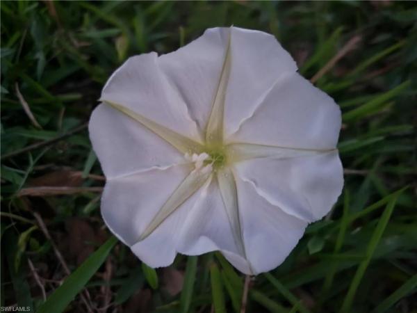 Buckingham, 3570 Williamson Rd, Fort Myers, Florida 33905, image 1