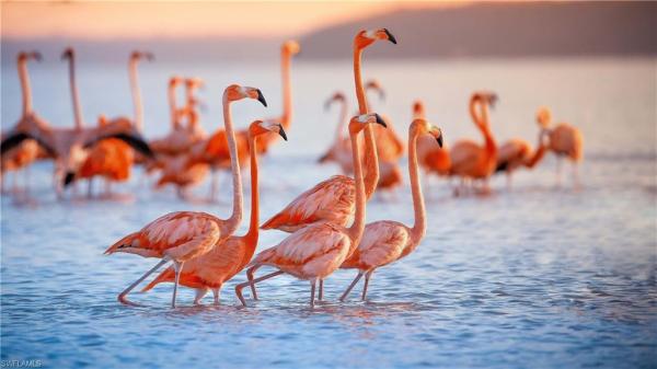 North Fort Myers No HOA, 1818 Cherie Ln, North Fort Myers, Florida 33917, image 1