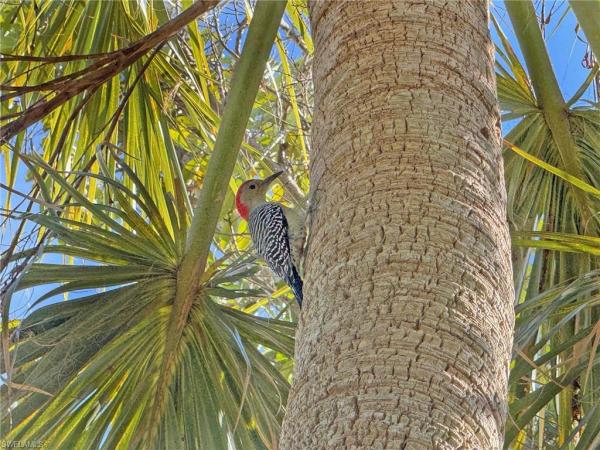Sanibel Shores, 1220 Junonia St #B1, Sanibel, Florida 33957, image 1