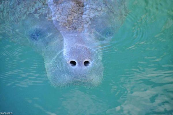 River Point, 3821 River Point Dr, Fort Myers, Florida 33905, image 1