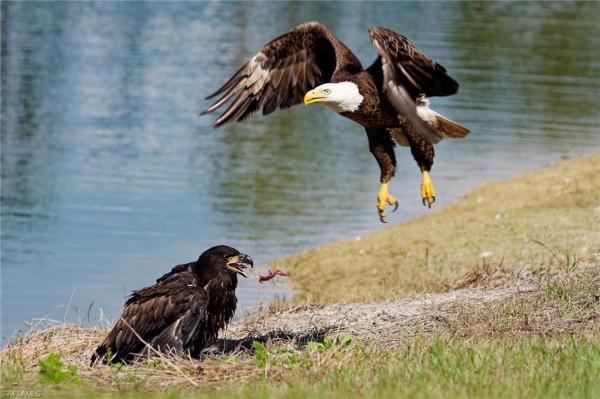 Magnolia Landing, 20364 Camino Torcido Loop, North Fort Myers, Florida 33917, image 1