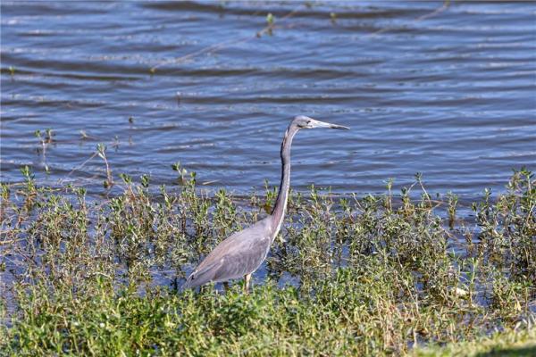 1168 Lake Mcgregor Dr #1D, Fort Myers, Florida 33919, image 1