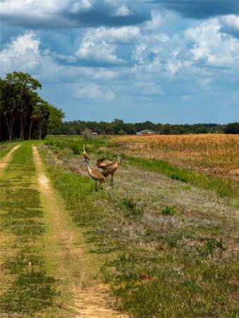 Lehigh Acres, 3218 W 43rd St, Lehigh Acres, Florida 33971, image 3