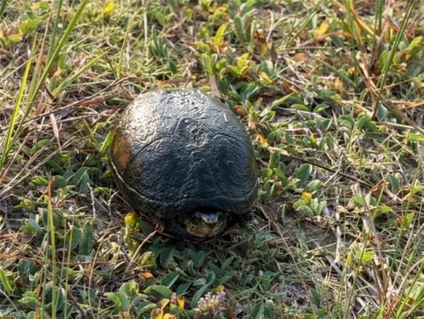Lehigh Acres, 3218 W 43rd St, Lehigh Acres, Florida 33971, image 2