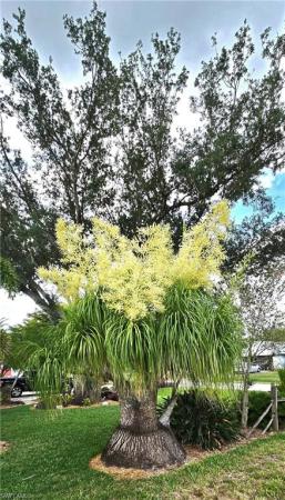 North Fort Myers No HOA, 16283 Mirror Lake Dr, North Fort Myers, Florida 33917, image 3