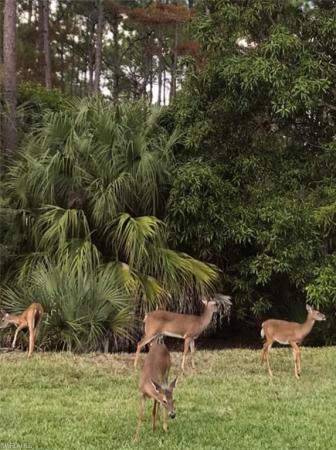 Carlton Lakes, 6099 Manchester Pl, Naples, Florida 34110, image 1