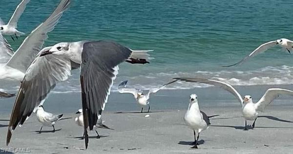 Smuggler's Cove, 5100 Estero Blvd #5B7, Fort Myers Beach, Florida 33931, image 1