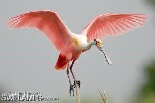Shell Mound Park, 331 Washington Ct, Fort Myers Beach, Florida 33931, image 1