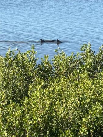 1251 Mangrove Ln, Chokoloskee, Florida 34138, image 1