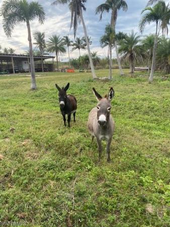 Kreamers, 13221 Lada Ln, Bokeelia, Florida 33922, image 1