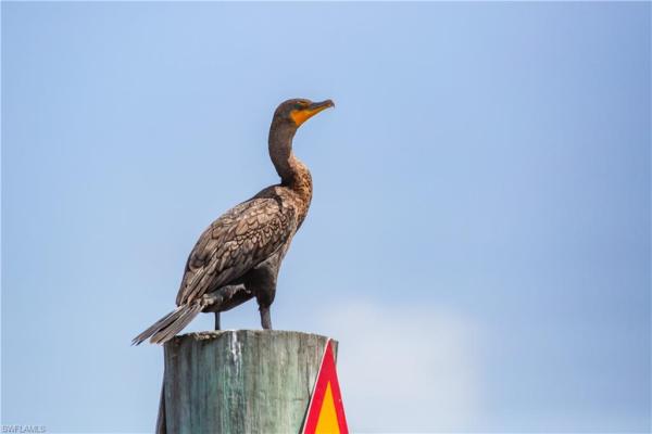 Punta Robalo, 200 Mourning Dove Dr, Upper Captiva, Florida 33924, image 1