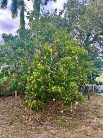 Golden Gate, 4201 SW 19th Pl, Naples, Florida 34116, image 1