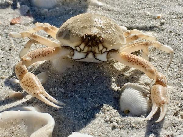 Sea Pine, 1390 Middle Gulf Dr #E, Sanibel, Florida 33957, image 1