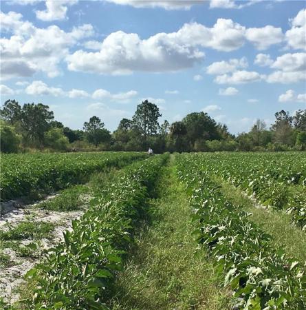 Alva Residential, 3400 Packinghouse Rd, Alva, Florida 33920, image 1