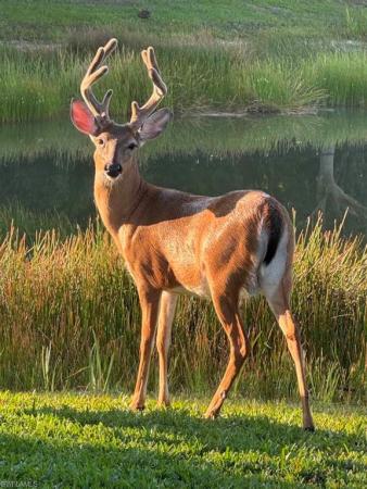 The Preserve At Corkscrew, 20309 Black Tree Ln, Estero, Florida 33928, image 2