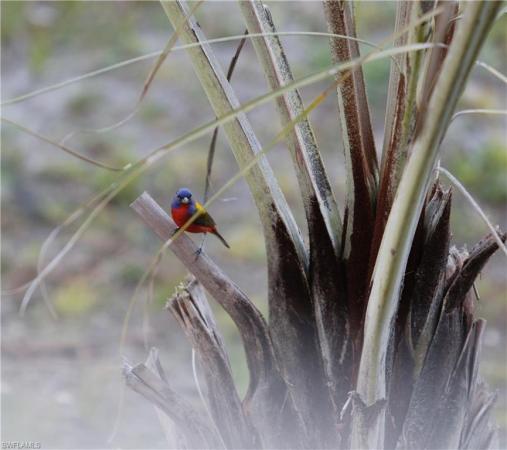 Pine Island, 6831 Tropical Ln, Bokeelia, Florida 33922, image 1