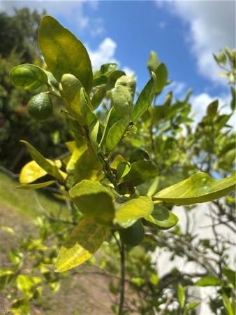 North Fort Myers No HOA, 16991 Carolyn Ln, North Fort Myers, Florida 33917, image 1