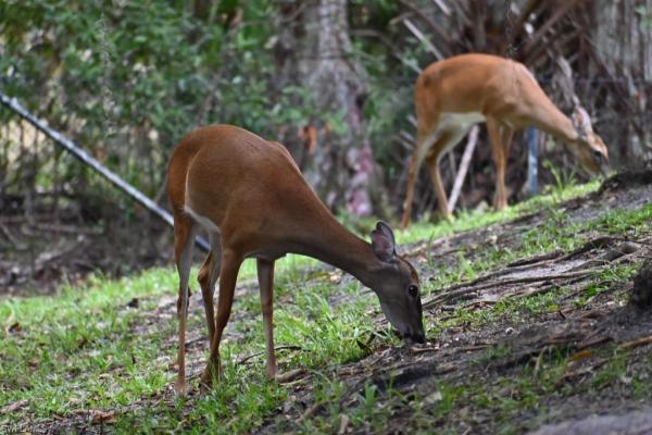 Indigo Preserve, 14846 Tybee Island Dr, Naples, Florida 34119, image 1