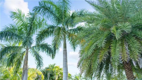 Terra Palma Oaks, 4712 Mi Casa Ct, Fort Myers, Florida 33901, image 1