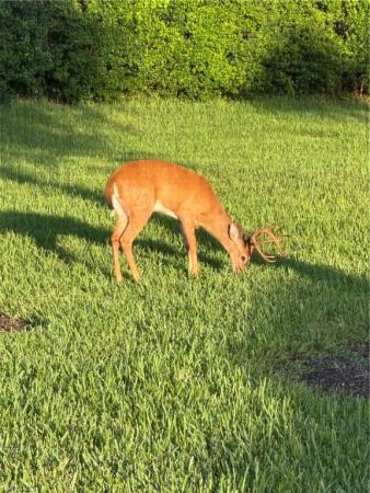 The Preserve At Corkscrew, 20333 Cypress Shadows Blvd, Estero, Florida 33928, image 1