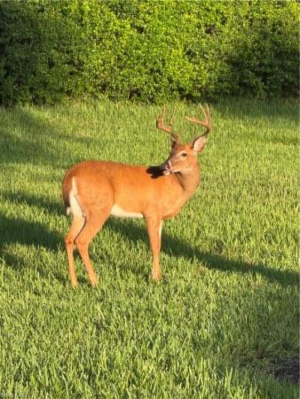 The Preserve At Corkscrew, 20333 Cypress Shadows Blvd, Estero, Florida 33928, image 1