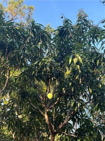 Golden Gate Estates, 5870 Star Grass Ln, Naples, Florida 34116, image 1