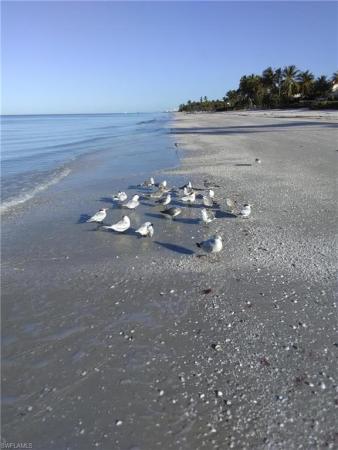 Imperial Wilderness, 160 Cheetah Dr #160, Naples, Florida 34114, image 1