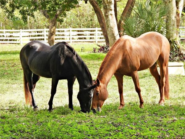 Pine Ridge Estates, 494 Gordonia Rd, Naples, Florida 34108, image 1