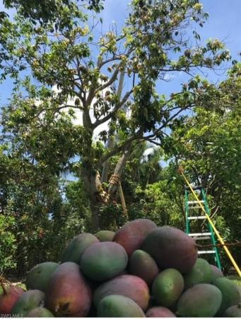 The Moorings, 2050 Crayton Rd, Naples, Florida 34102, image 1