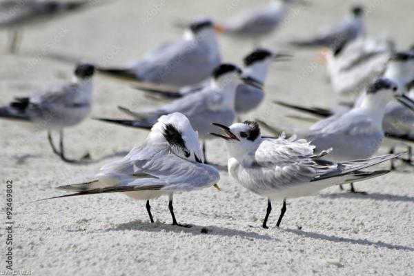 Harbor Lakes Of Naples, 1155 Sandpiper St #E3, Naples, Florida 34112, image 1