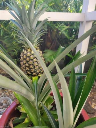 Wildcat Cove At Sterling Oaks, 15063 Sterling Oaks Dr, Naples, Florida 34110, image 1