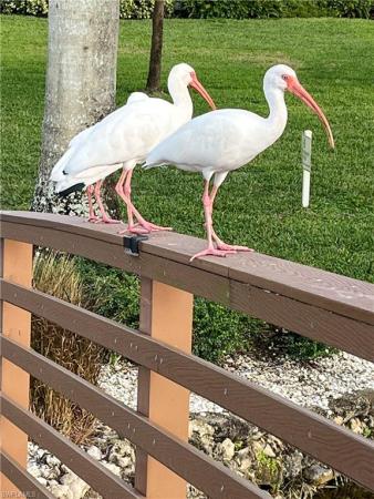 Greenfield Village At Kings Lake, 1702 Kings Lake Blvd #103, Naples, Florida 34112, image 1