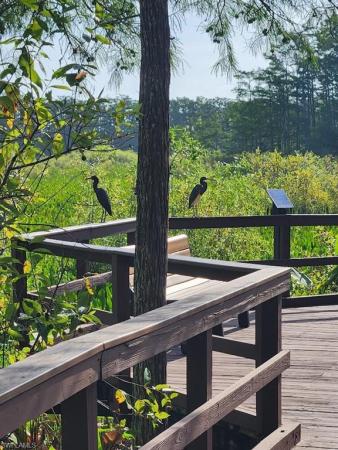 10110 Colonial Country Club Blvd #105, Fort Myers, Florida 33913, image 1