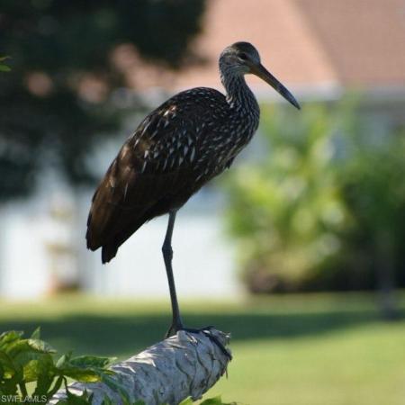 Lakewood, 4590 Eagle Key Cir, Naples, Florida 34112, image 1