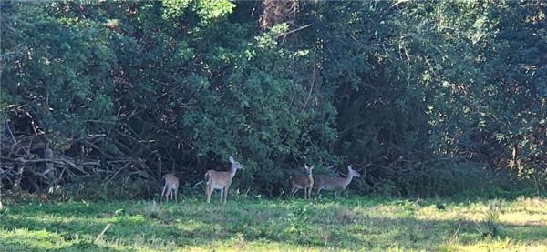 Golden Gate Estates, 565 SW 3rd St, Naples, Florida 34117, image 1