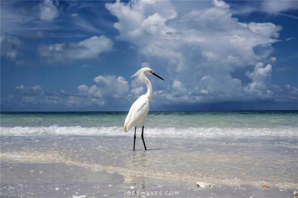 1170 Edington Pl #A1, Marco Island, Florida 34145, image 2