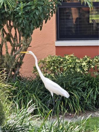 Tropic Schooner, 1532 Mainsail Dr, Naples, Florida 34114, image 2