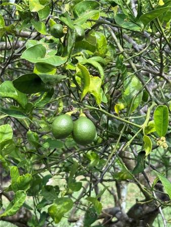 Palm River Estates, 219 W Cypress Way, Naples, Florida 34110, image 1