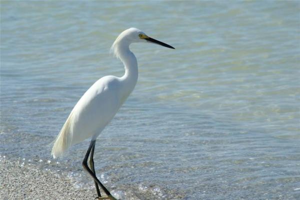 Marco Beach, 430 Driftwood Ct, Marco Island, Florida 34145, image 1