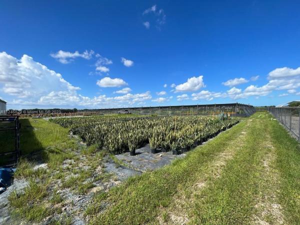 Redland No HOA, SW 220th & SW 214th Ave, Redland, Florida 33170, image 1