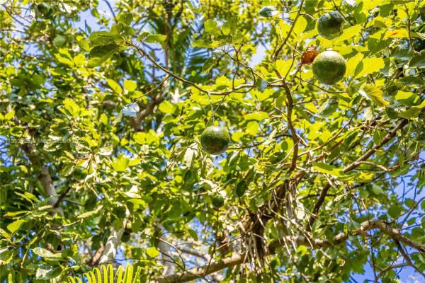 Dunnings Miami Shores, 174 NE 107th St, Miami Shores, Florida 33161, image 2