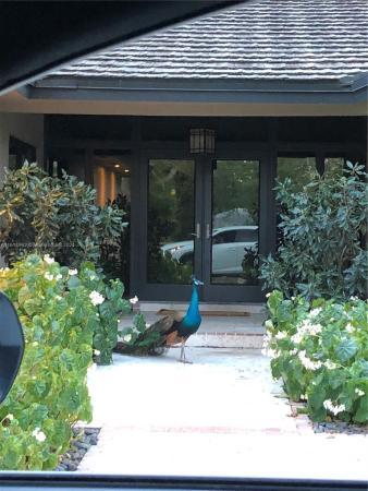 North Pinecrest, 6590 SW 96th St, Pinecrest, Florida 33156, image 1