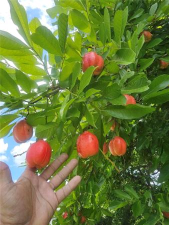 Peters Park, 0 E 52, Hialeah, Florida 33013, image 1