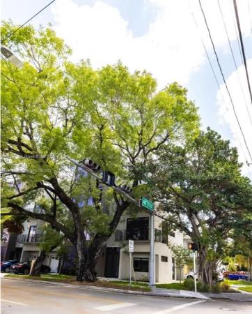 Neos Mimo House, 7101 NE 4th Ct 0, Miami, Florida 33138, image 1