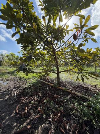 16455 SW 207, Homestead, Florida 33187, image 1