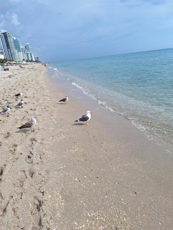 Parker Plaza Estates, 2030 S Ocean Dr #1812, Hallandale Beach, Florida 33009, image 1