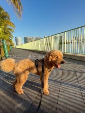 Uptown Marina Lofts, 3029 NE 188th St #819, Aventura, Florida 33180, image 1