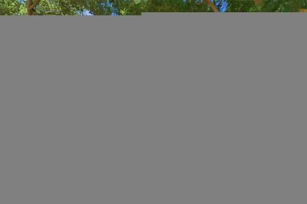 Merion Park Manor, 7350 SW 65th Ave, South Miami, Florida 33143, image 1