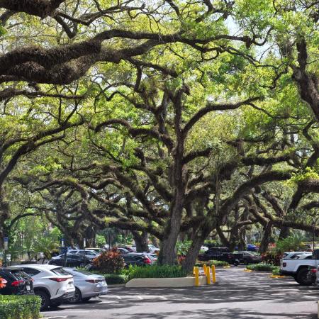 Live Oak Of Pine Island Ridge, 9440 Live Oak Pl, Davie, Florida 33324, image 1