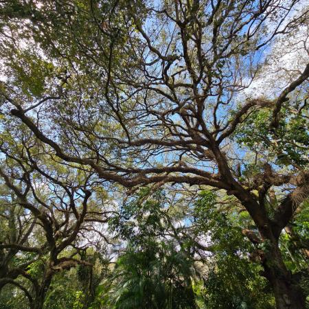 Live Oak Of Pine Island Ridge, 9440 Live Oak Pl #402, Davie, Florida 33324, image 3